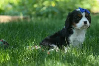 Dotson 🐾, a male Cavalier King Charles Spaniel for sale in Fresno, OH – 6 of 10