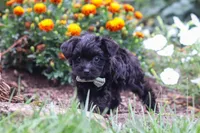 Randall, a male Yorkipoo for sale in Fresno, OH – 3 of 6