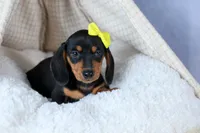 🐾 MEET VANCE 🐶❤️, a male Miniature Dachshund for sale in Fresno, OH – Photo 5 of 10