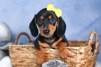 🐾 MEET VANCE 🐶❤️, a male Miniature Dachshund for sale in Fresno, OH – Photo 8 of 10