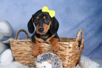 🐾 MEET VANCE 🐶❤️, a male Miniature Dachshund for sale in Fresno, OH – Photo 7 of 10
