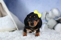 🐾 MEET VANCE 🐶❤️, a male Miniature Dachshund for sale in Fresno, OH – Photo 3 of 10