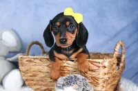 🐾 MEET VANCE 🐶❤️, a male Miniature Dachshund for sale in Fresno, OH – Photo 9 of 10