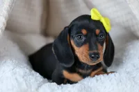 🐾 MEET VANCE 🐶❤️, a male Miniature Dachshund for sale in Fresno, OH – Photo 6 of 10