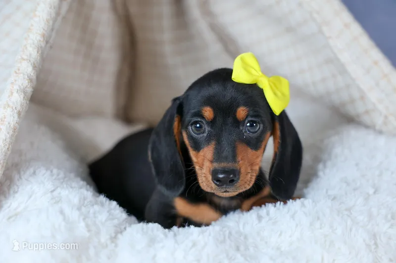 🐾 MEET VANCE 🐶❤️ – Miniature Dachshund puppy for sale in Fresno, OH