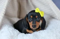 🐾 MEET VANCE 🐶❤️, a male Miniature Dachshund for sale in Fresno, OH – Photo 1 of 10