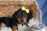 🐾 MEET VANCE 🐶❤️, a male Miniature Dachshund for sale in Fresno, OH – Photo 10 of 10