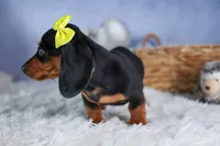 🐾 MEET VANCE 🐶❤️, a male Miniature Dachshund for sale in Fresno, OH – Photo 2 of 10