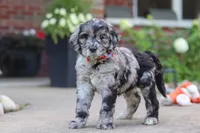 Simon, a male Newfypoo for sale in Fresno, OH – 5 of 8