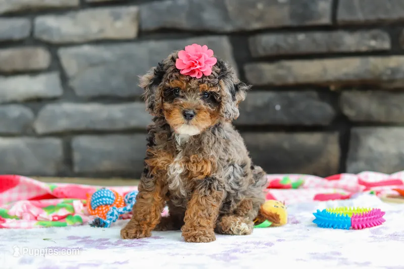 Lexi – Poodle - Miniature  puppy for sale in Fresno, OH