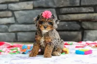Lexi, a female Poodle - Miniature  for sale in Fresno, OH – 1 of 8