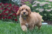 Clyde, a male Cavapoo for sale in Fresno, OH – 3 of 6