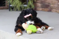 Millie, a female Miniature Bernedoodle for sale in Fresno, OH – 6 of 7