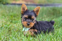 Benji, a male Yorkshire Terrier for sale in Fresno, OH – 6 of 9