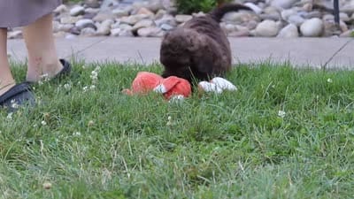Cherri, a female Newfypoo for sale in Fresno, OH – 7 of 7