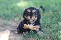 Logan, a male Cavapoo for sale in Fresno, OH – 5 of 10