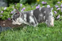 🐾 Magnes, a male French Bulldog for sale in Fresno, OH – 5 of 10