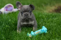 Kilo , a male French Bulldog for sale in Fresno, OH – 3 of 10