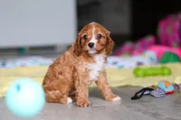 Wynn, a male Cavapoo for sale in Fresno, OH – 7 of 10