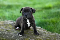 Moxie 💖, a female Staffordshire Bull Terrier for sale in Fresno, OH – 2 of 10