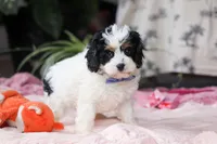 Galen, a male Cavapoo for sale in Fresno, OH – Photo 6 of 6