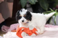 Galen, a male Cavapoo for sale in Fresno, OH – Photo 3 of 6