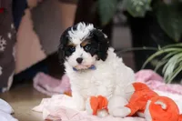 Galen, a male Cavapoo for sale in Fresno, OH – Photo 2 of 6