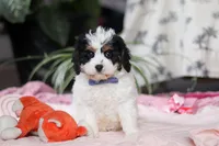 Galen, a male Cavapoo for sale in Fresno, OH – Photo 5 of 6