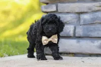 Luca, a male Poodle - Miniature  for sale in Fresno, OH – 3 of 7