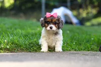 Everest, a female Cavapoo for sale in Fresno, OH – 4 of 8