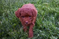 Daisy 🐶, a female Poodle - Miniature  for sale in Fresno, OH – 10 of 10
