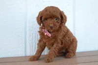 Daisy 🐶, a female Poodle - Miniature  for sale in Fresno, OH – 3 of 10