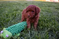 Daisy 🐶, a female Poodle - Miniature  for sale in Fresno, OH – 8 of 10