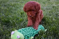 Daisy 🐶, a female Poodle - Miniature  for sale in Fresno, OH – 6 of 10