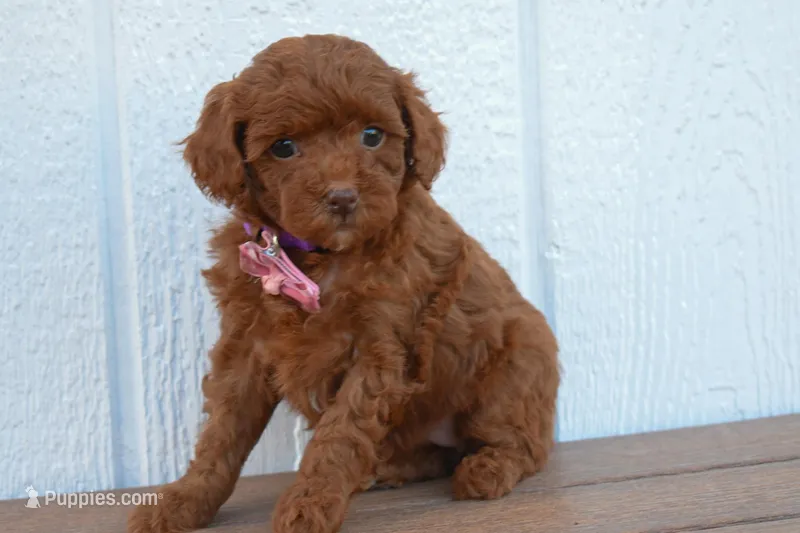 Daisy 🐶 – Poodle - Miniature  puppy for sale in Fresno, OH