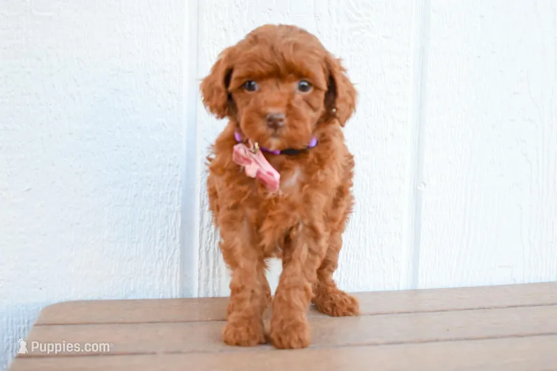 Daisy 🐶 – Poodle - Miniature  puppy for sale in Fresno, OH