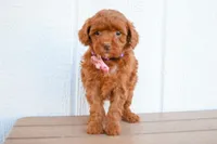 Daisy 🐶, a female Poodle - Miniature  for sale in Fresno, OH – 4 of 10