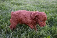Daisy 🐶, a female Poodle - Miniature  for sale in Fresno, OH – 9 of 10