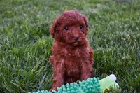 Daisy 🐶, a female Poodle - Miniature  for sale in Fresno, OH – 7 of 10
