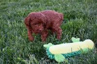 Daisy 🐶, a female Poodle - Miniature  for sale in Fresno, OH – 5 of 10