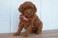Daisy 🐶, a female Poodle - Miniature  for sale in Fresno, OH – 2 of 10