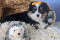 Stella, a male Miniature Aussiedoodle for sale in Fresno, OH – Photo 6 of 10