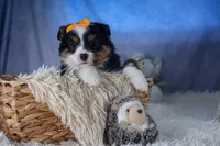 Stella, a male Miniature Aussiedoodle for sale in Fresno, OH – Photo 10 of 10