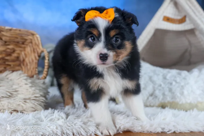 Stella, a male Miniature Aussiedoodle for sale in Fresno, OH – Photo 1 of 10
