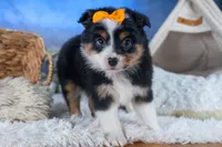 Stella, a male Miniature Aussiedoodle for sale in Fresno, OH – Photo 1 of 10