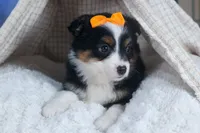 Stella, a male Miniature Aussiedoodle for sale in Fresno, OH – Photo 5 of 10