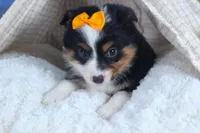 Stella, a male Miniature Aussiedoodle for sale in Fresno, OH – Photo 4 of 10