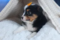 Stella, a male Miniature Aussiedoodle for sale in Fresno, OH – Photo 3 of 10