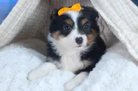 Stella, a male Miniature Aussiedoodle for sale in Fresno, OH – Photo 7 of 10