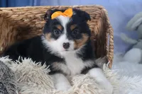 Stella, a male Miniature Aussiedoodle for sale in Fresno, OH – Photo 9 of 10